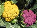 Cauliflower / Brassica oleracea 